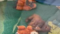 No Mother’s Warmth; Rescued Orangutans Find Solace In Look-Alike Soft Toys At Nandankanan