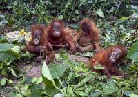 5 baby orangutans found in Odisha forest raise alarm over international wildlife trafficking