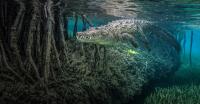 Winners of Ocean Photographer of the Year 2026