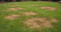 GrassRoots Turf Expands Lawn Disease Services Across All Franchise Locations