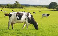 Hansen: Science to call the shots on cow methane