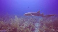 Costa Rica Sharks Get Cameras Built by Stanford Students