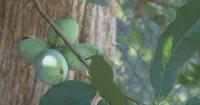 Rhode Island man grows rare native fruit in his backyard