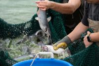 Texas aquaculture stable as producers contend with summer heat, drought