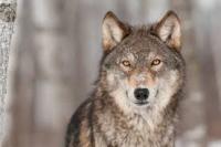 Farm groups support Trump order to return wolf management to states
