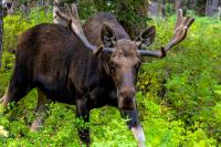 Casual Ride Home in Alaska Includes ‘Ginormous’ Bull Moose