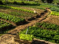 Under Development Pressure, Durham Lost 38% of Its Farmland in 15 Years