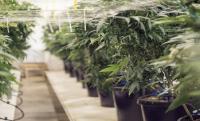 NY Appellate Judges Weigh Challenge to State-Funded Cannabis Dispensary Program