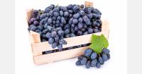 Belarus develops grape variety with strawberry-like flavour