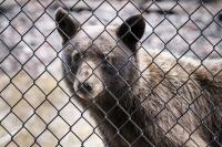 Colorado towns with bear trouble will share $1M in grants to reduce human-bear contact