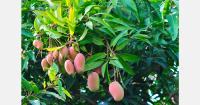 Mango gene bank in Oman holds 252 varieties from 23 countries