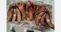 Red bananas as an alternative to Cavendish?