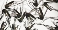 Could a mosquito bite be fatal? Hillsborough health officials probe death amid historic dengue outbreak