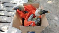 DENR: 394 illegally traded wildlife seized since January