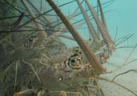 Study puts spotlight on island’s lobster population