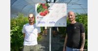 A new kind of raspberry that does well in hot weather
