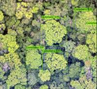 App maps Brazil nut trees, guides harvesters through forest