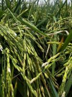 Missouri rice farmer holds off on sales as basis remains wide