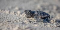 Bald Head Island Conservancy lands $424K grant for coastal science training