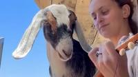 Musical enrichment captures goat's attention 