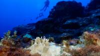 River pollution threatens health of protected coral reef