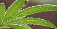 Costa Mesa pauses cannabis-funded homebuyers assistance plan, will let funds accrue