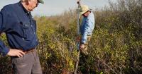 In North Carolina, race is on to restore critical peatland