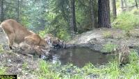 Idaho Trail Cam Captures Rare Footage Of Mountain Lion Leading Her Triplet Cubs To Water