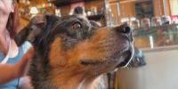 Mississippi service dog named semifinalist for national hero dog award