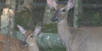 Virginia DWR discusses reports of Hemorrhagic Disease in deer