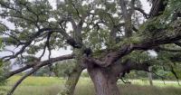 Wisconsin oak ecosystems endangered, event aims to help restore habitat