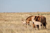 Two wild Przewalski’s horse foals born in Kazakhstan after 200 years