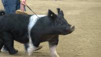FFA youth showcase livestock at Nebraska State Fair, with Lovitt winning grand hog title