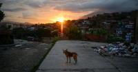DSA Says Smash Capitalism to Free the Animals: Their Socialist Comrades in Venezuela Ate Dogs, Cats, and Pigeons