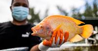 Tilapia to table: UOG Land Grant workshop ties aquaculture production to salted, smoked fish products