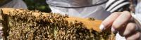 Florida Beekeeping, Month by Month