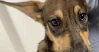Wag Wednesday: Meet Roo, a sweet German Shepherd mix looking for her forever home