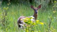 Branch County deer among Michigan's first cases of EHD for 2026, DNR says