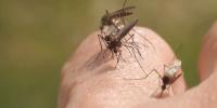 Wisconsin DHS warns of mosquito bites following Eastern Equine Encephalitis discovery in Portage County horse