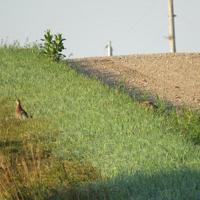 Minnesota pheasant numbers up 20% ahead of fall hunting season