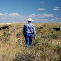 USDA announces initiatives aimed at rebuilding U.S. cattle herd