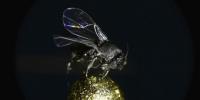 The hunt for unknown life in New York City