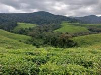 Tea farming in Burundi : 1,300 hectares abandoned or destroyed, production down 30%