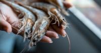 ‘More opportunistic’: China remains critical to shrimp trade but is no longer the guaranteed demand engine