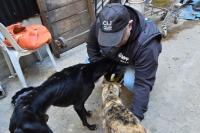 14 dogs rescued in an animal abuse and cruelty case in Buenos Aires City