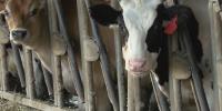 As trade war with Canada heats up, Agricultural experts urge Alabamians to buy local