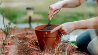 Not Mums: The Vibrant Fall Flower That Gardeners Love Planting In The Shade