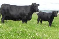 Scottish farmers hit by bluetongue in limbo after 'mayhem' policy approach
