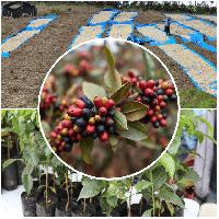 EL NIÑO THREATENS COFFEE LIVELIHOODS, FARMERS SEEK HELP
