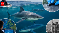 Britain’s vulnerable sharks to be tracked with 70 tags and catch records since 1953